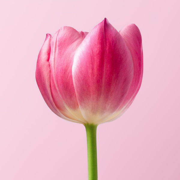 Artificial Tulip Flowers
